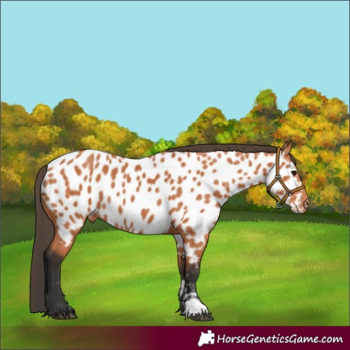 Horse Color:Bay Appaloosa 