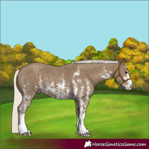 Horse Color:Silver Smoky Black Sabino 