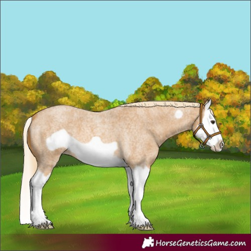 Horse Color:Palomino Roan Splash Frame 