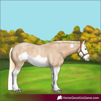 Horse Color:Palomino Roan Splash Frame