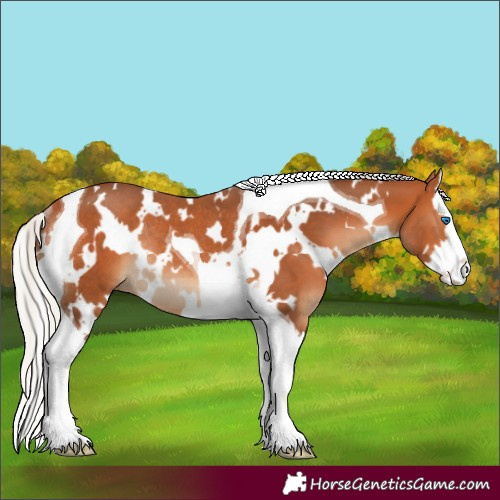 Horse Color:White Spotted Silver Bay Splash Tobiano Rabicano