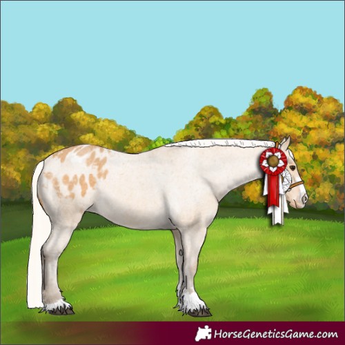 Horse Color:Silver Buckskin Roan Appaloosa 