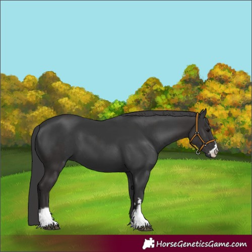 Horse Color:Smoky Black  and Black 