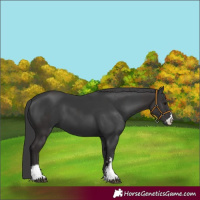 Horse Color:Smoky Black and Black