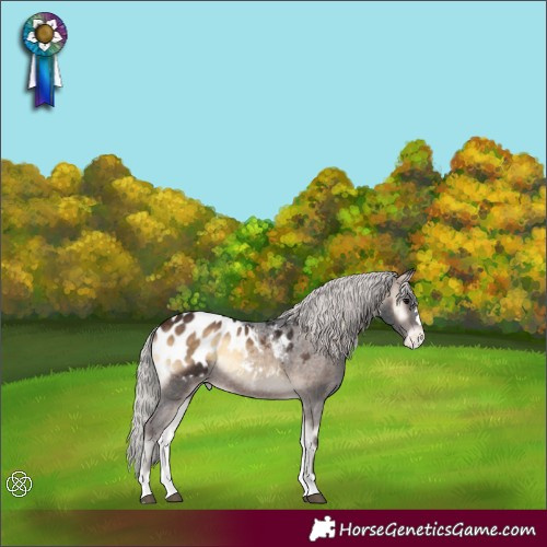 Horse Color:Silver Brown Onyx Appaloosa Rabicano 