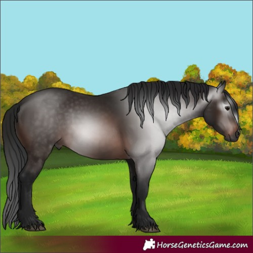 Horse Color:Gray Bay 