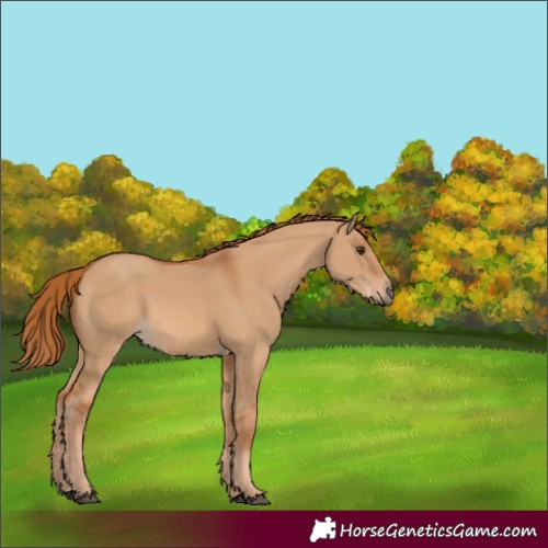 Horse Color:Red Dun 