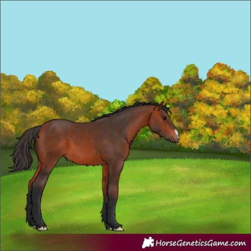 Horse Color:Bay 