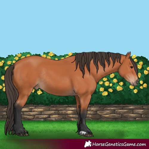 Horse Color:Bay Rabicano 
