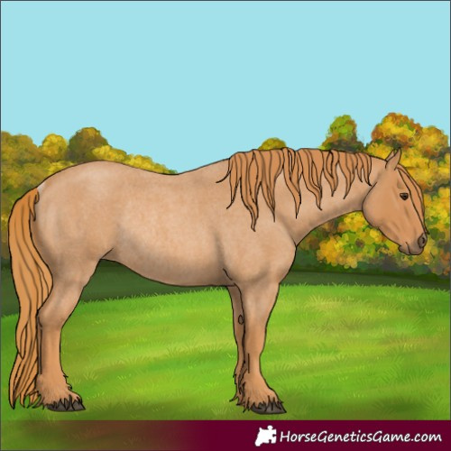 Horse Color:Red Roan Rabicano 