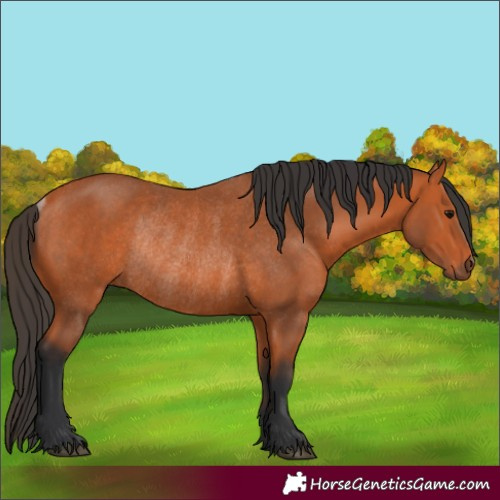 Horse Color:Bay Rabicano 