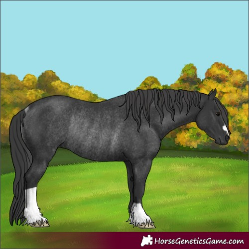 Horse Color:Black Rabicano 
