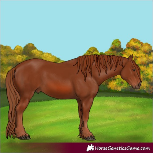 Horse Color:Chestnut Rabicano