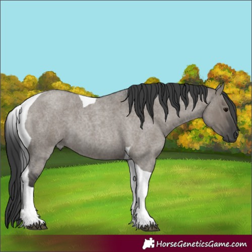 Horse Color:Grullo Roan Tobiano 