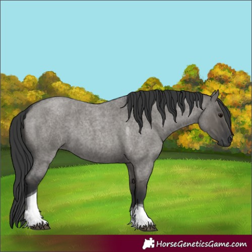 Horse Color:Grullo Roan Tobiano