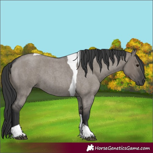 Horse Color:Grullo Roan Tobiano 