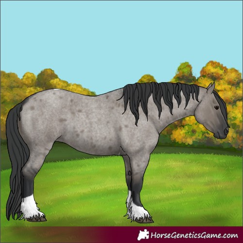 Horse Color:Grullo Roan Tobiano 