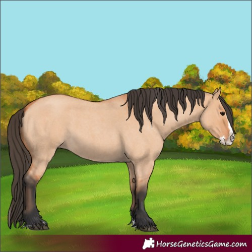 Horse Color:Bay Roan Dun Splash 