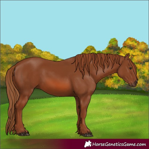 Horse Color:Chestnut 