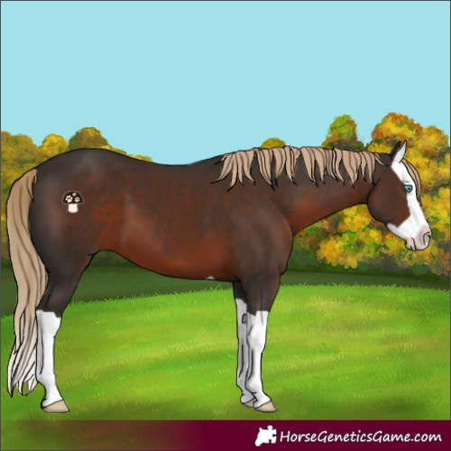 Horse Color:Liver Chestnut Splash 