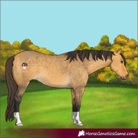 Horse Color:Buckskin Dun 