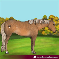 Horse Color:Chocolate Palomino Rabicano 