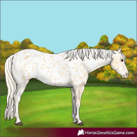 Horse Color:Palomino Near Leopard 