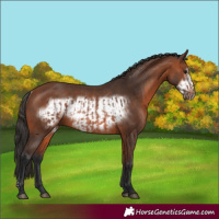 Horse Color:Bay Rabicano and Bay Frame Rabicano