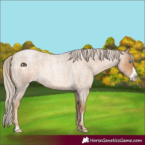 Horse Color:Chocolate Palomino Roan Pearl Frame 