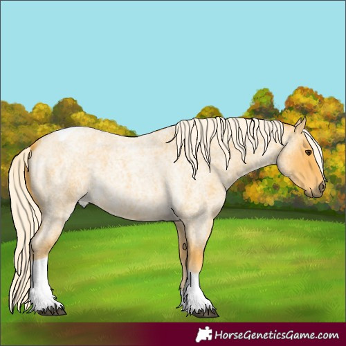 Horse Color:Palomino Roan Tobiano 