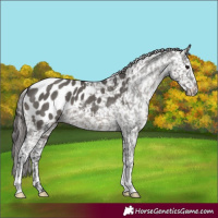 Horse Color:Grullo Appaloosa 