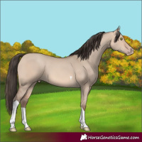 Horse Color:Amber Champagne Dun Tobiano 
