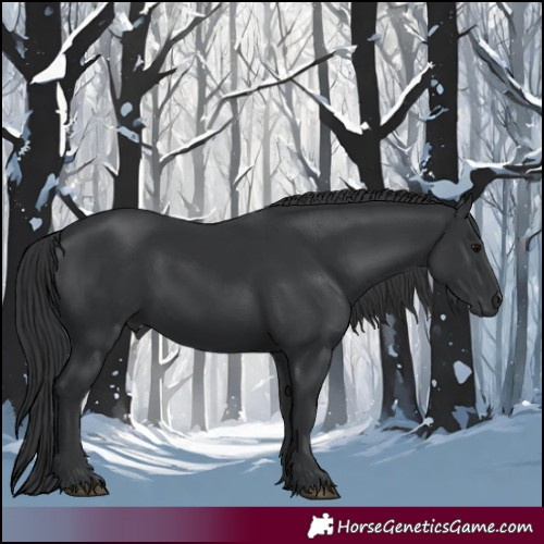 Horse Color:Black 