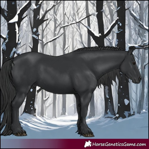 Horse Color:Black 