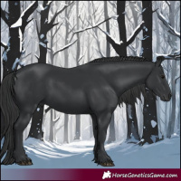 Horse Color:Black 