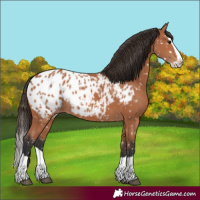 Horse Color:Bay Splash Appaloosa
