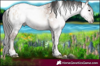 Horse Color:Gray White Spotted Classic Champagne Ice Onyx Appaloosa 