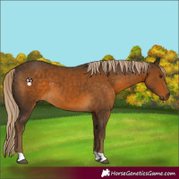 Horse Color:Chocolate Palomino 
