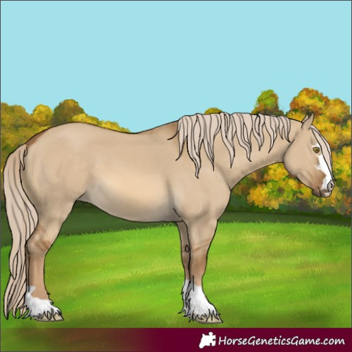 Horse Color:Chocolate Palomino Dun 
