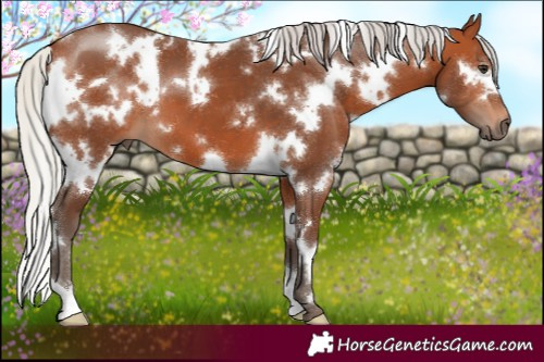 Horse Color:White Spotted Silver Bay 