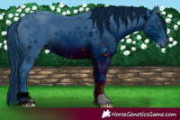 Horse Color:ERROR: UNKNOWN ANOMALY