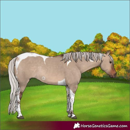 Horse Color:Silver Brown Dun Tobiano Rabicano 