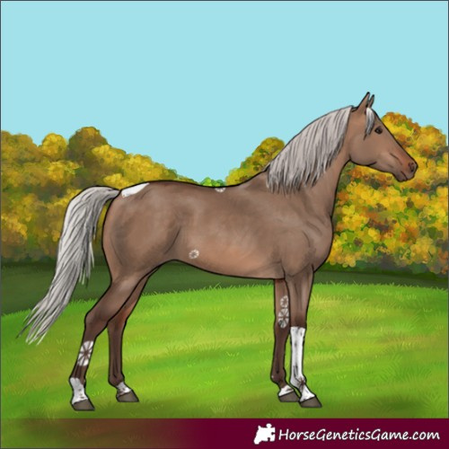 Horse Color:Silver Brown Dun Tobiano Rabicano 