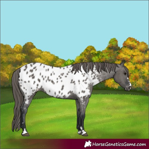 Horse Color:Grullo Near Leopard Rabicano 