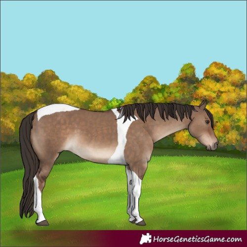 Horse Color:Liver Red Dun Tobiano 