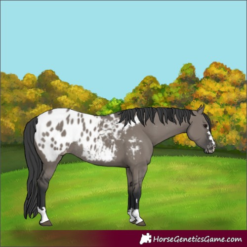 Horse Color:Grullo Appaloosa Rabicano 