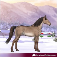 Horse Color:Liver Red Dun 
