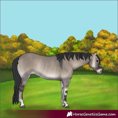Horse Color:Grullo Onyx Rabicano 