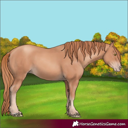 Horse Color:Gold Champagne 