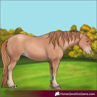 Horse Color:Gold Champagne 